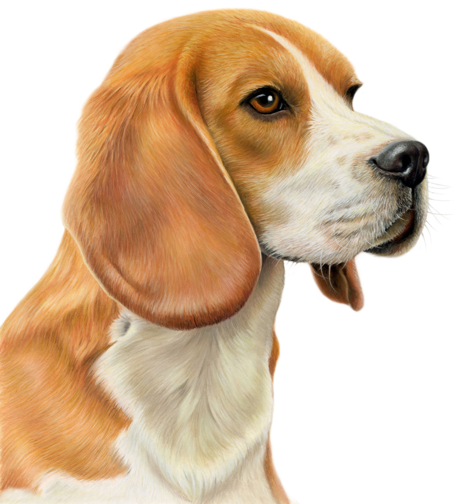 Beagle Canvas or Giclee Print